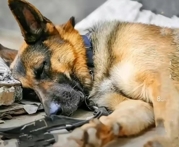 地震！搜救犬毛孩子救出36人，当它再次进入废墟时发生了塌陷，消防员救出它时内脏都