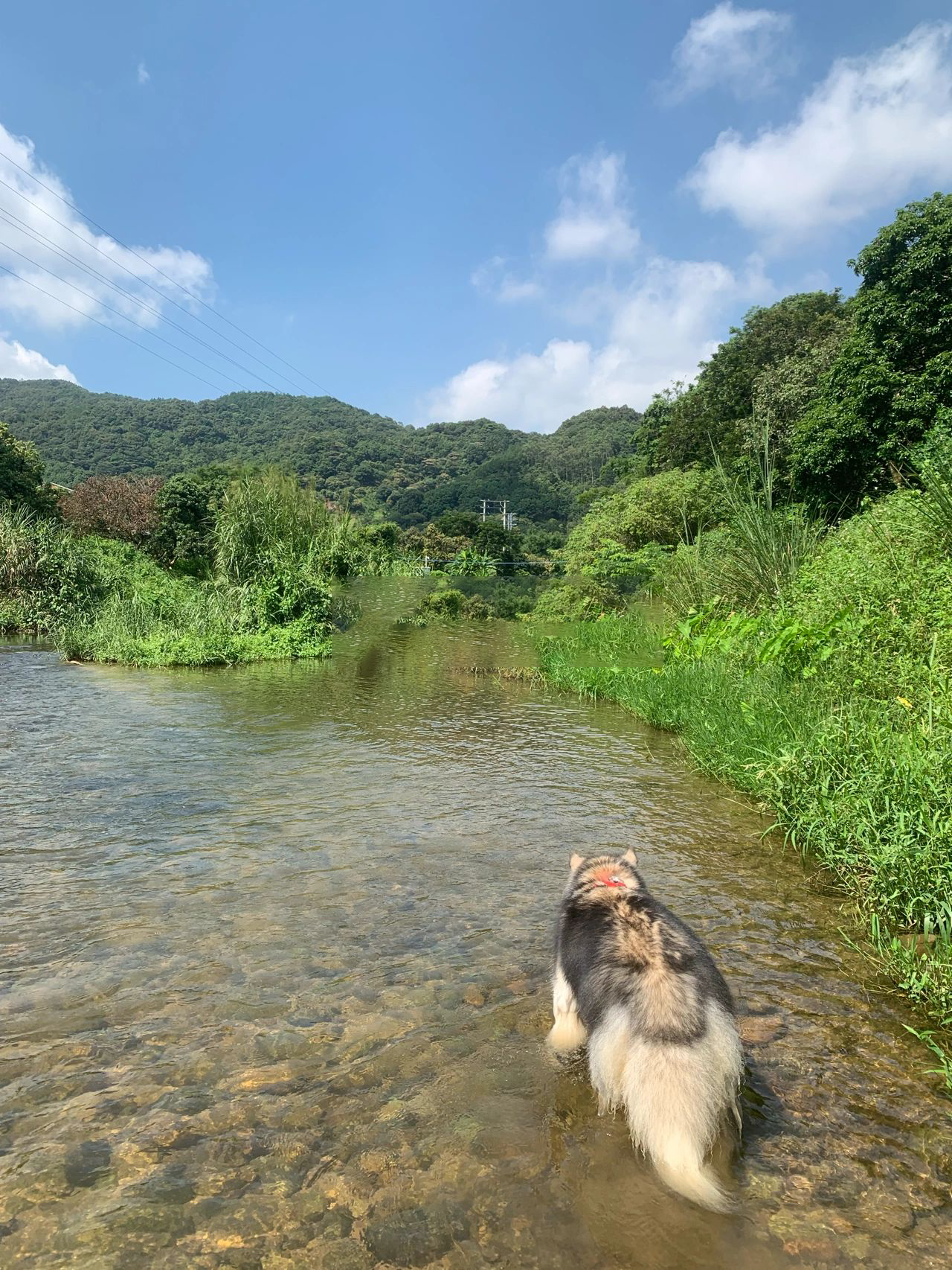 带狗周边游 | 增城湖心岛公园水美村溯溪