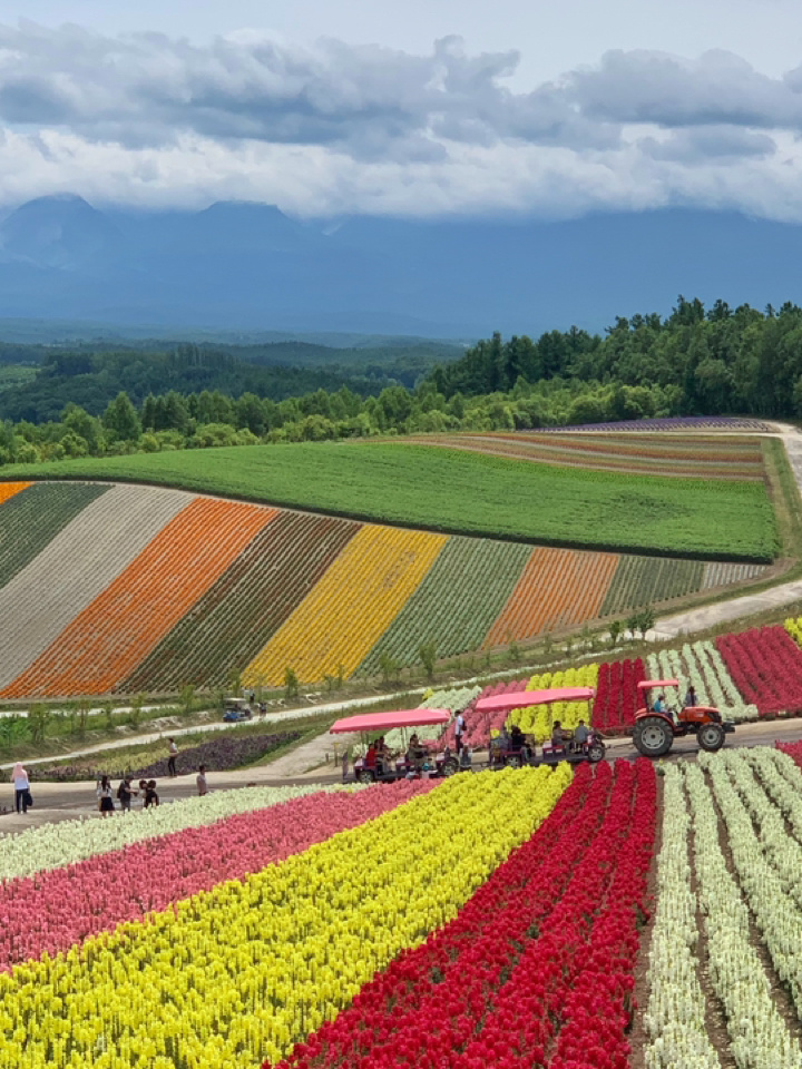 北海道亲子游❤️四季彩之丘