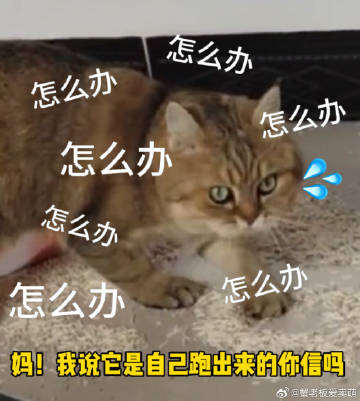猫猫不小心打翻了猫砂，惊慌失措的把地上的猫砂扒拉回去！第一次在猫脸上看到了慌张[