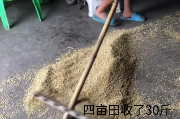 翘首以盼！
轰动一时的水稻上山终于到了收获的季节！
收获如何？
我四亩旱田，忙了