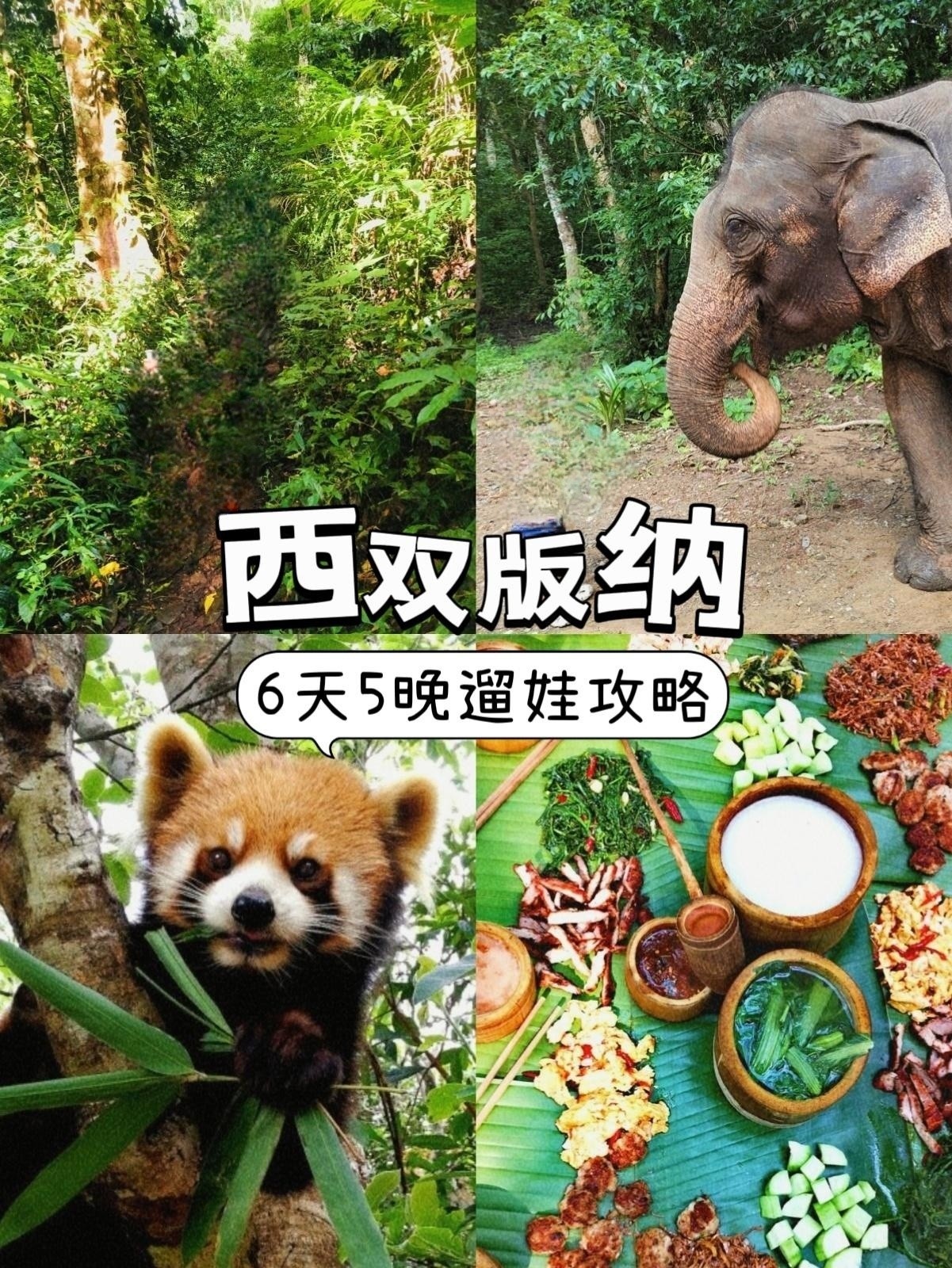 从西双版纳回来,暑假游请听我10句劝!