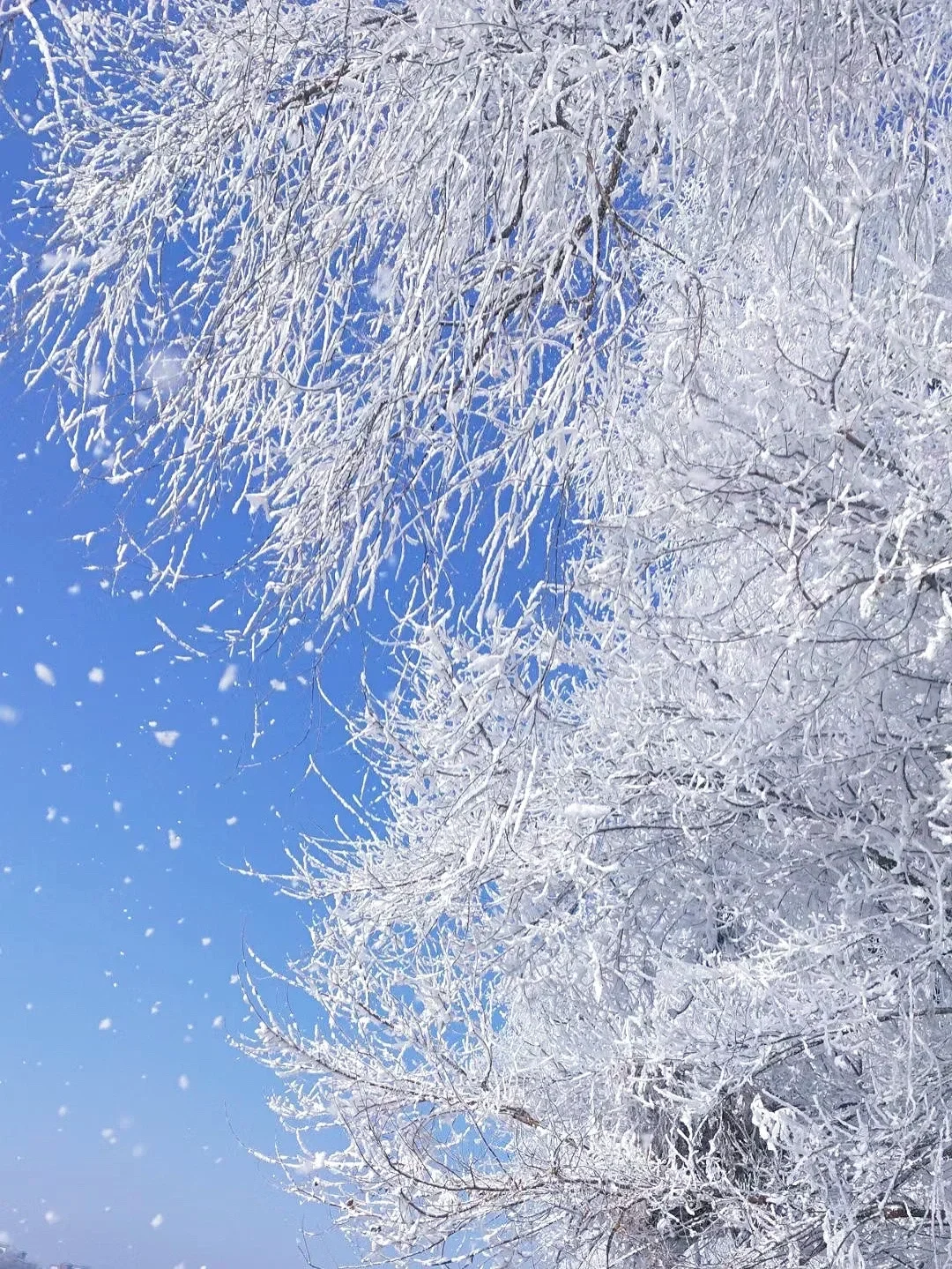 公主请看！来东北玩雪一定要注意！
