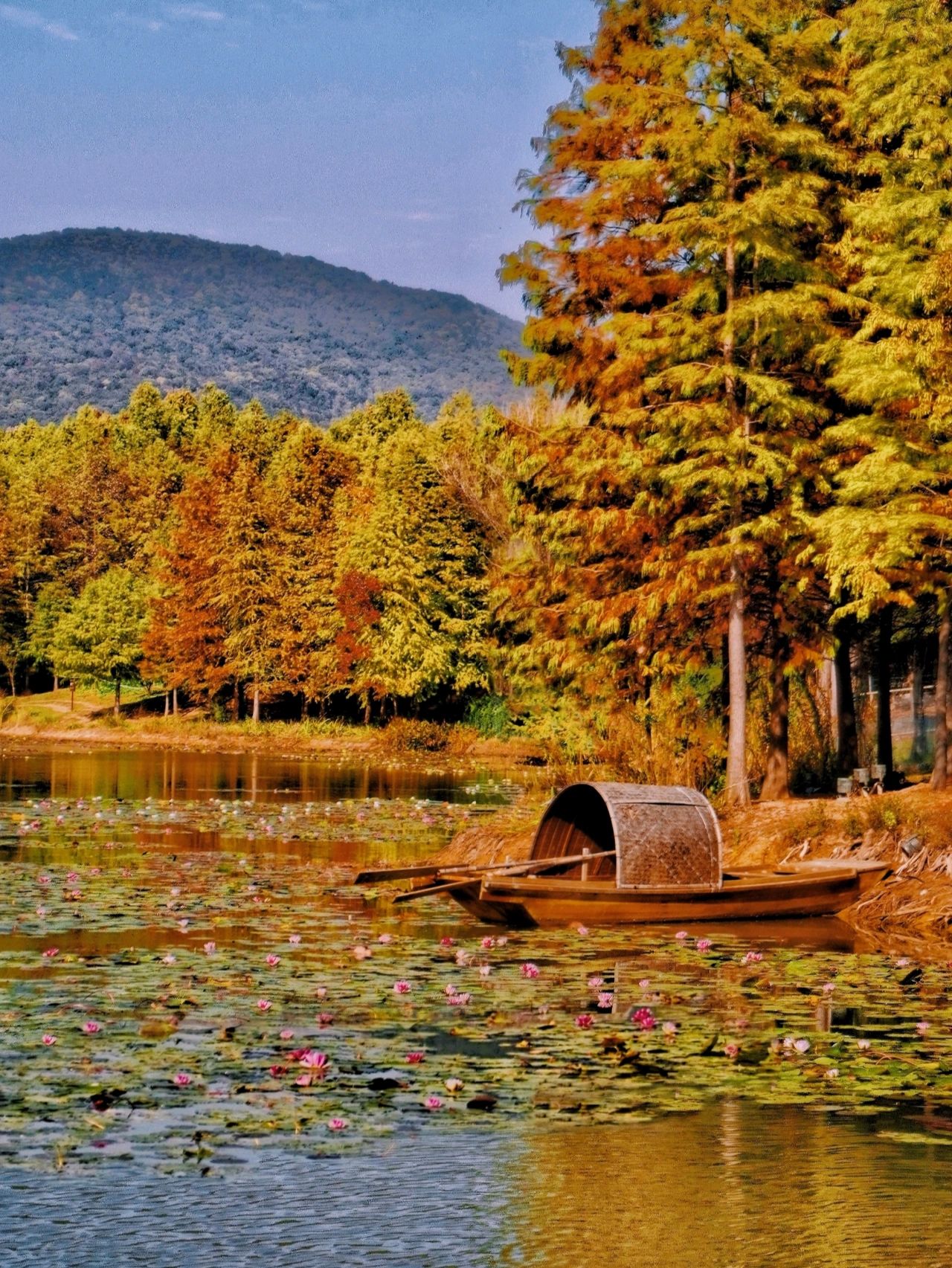 南京旅游杀疯了的燕雀湖‼️秋景绝美‼️