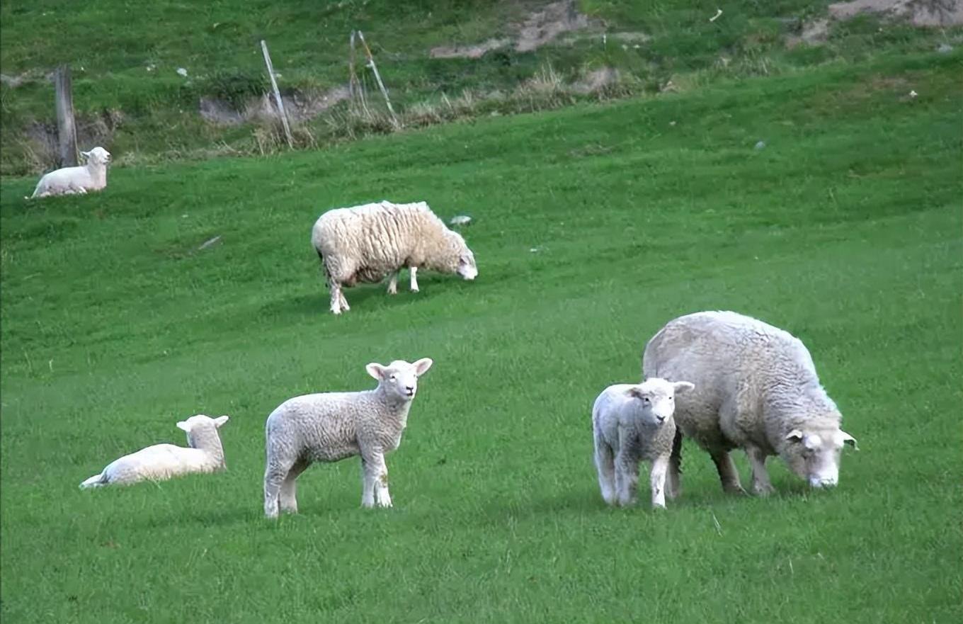 人类为什么只吃食草动物的肉, 几乎不吃食肉性动物? 是不好吃吗?