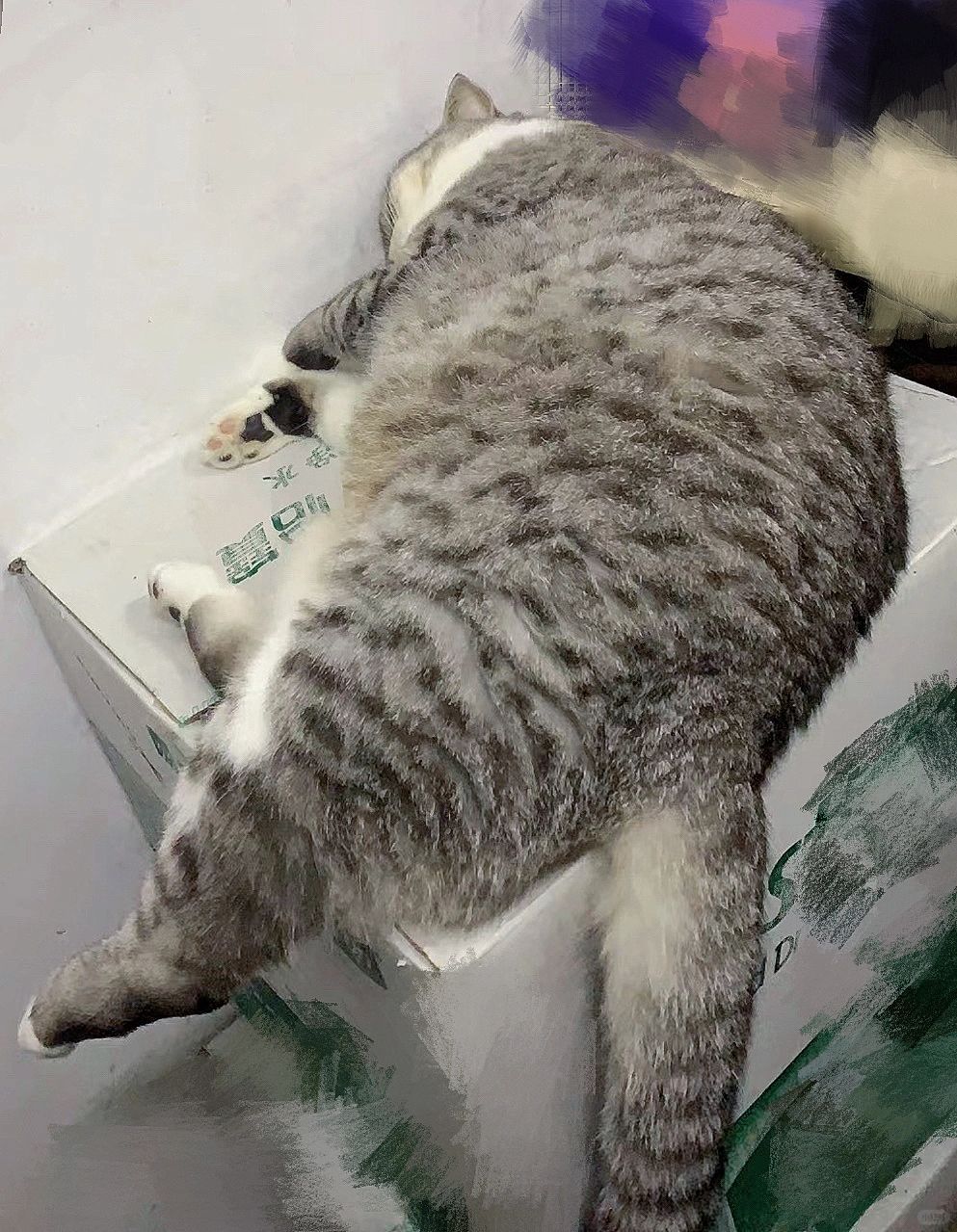 回南天猫猫都是潮的
回南天猫都是潮的，自带分层
一秒进化鳞片会呼吸的猫猫鱼