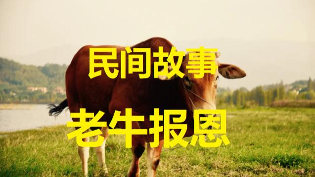 民间故事：接生婆正要把针插到新生婴儿头上，幸亏老牛相助提醒