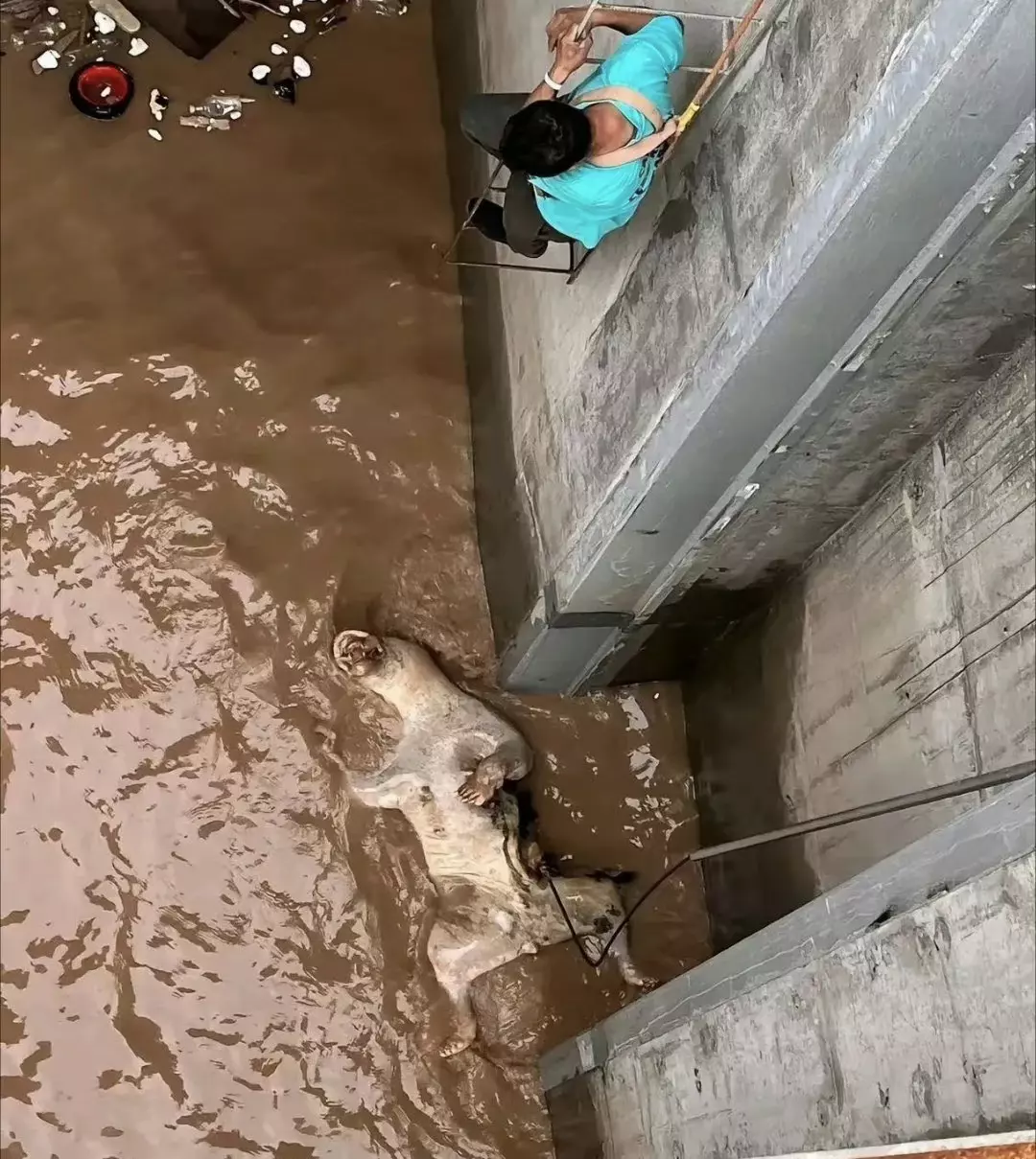 不懂就问，这什么物种？