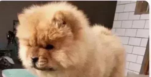 江苏咬人松狮犬被主人吊死，还折断脖子！被咬女子起诉狗主人，赔付各项费用800万！