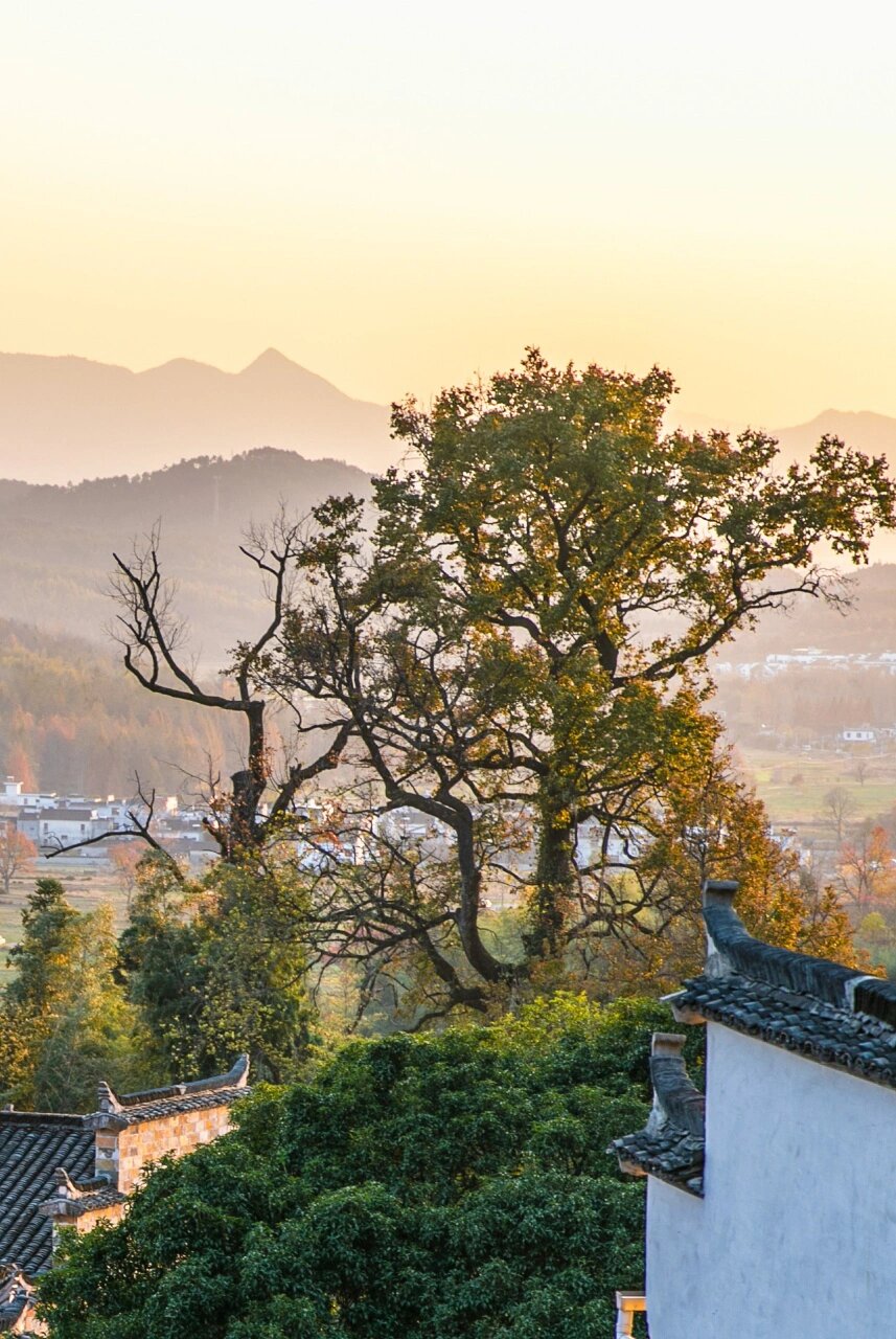 去黟县赏秋🍂啦！塔川和西递绝美~