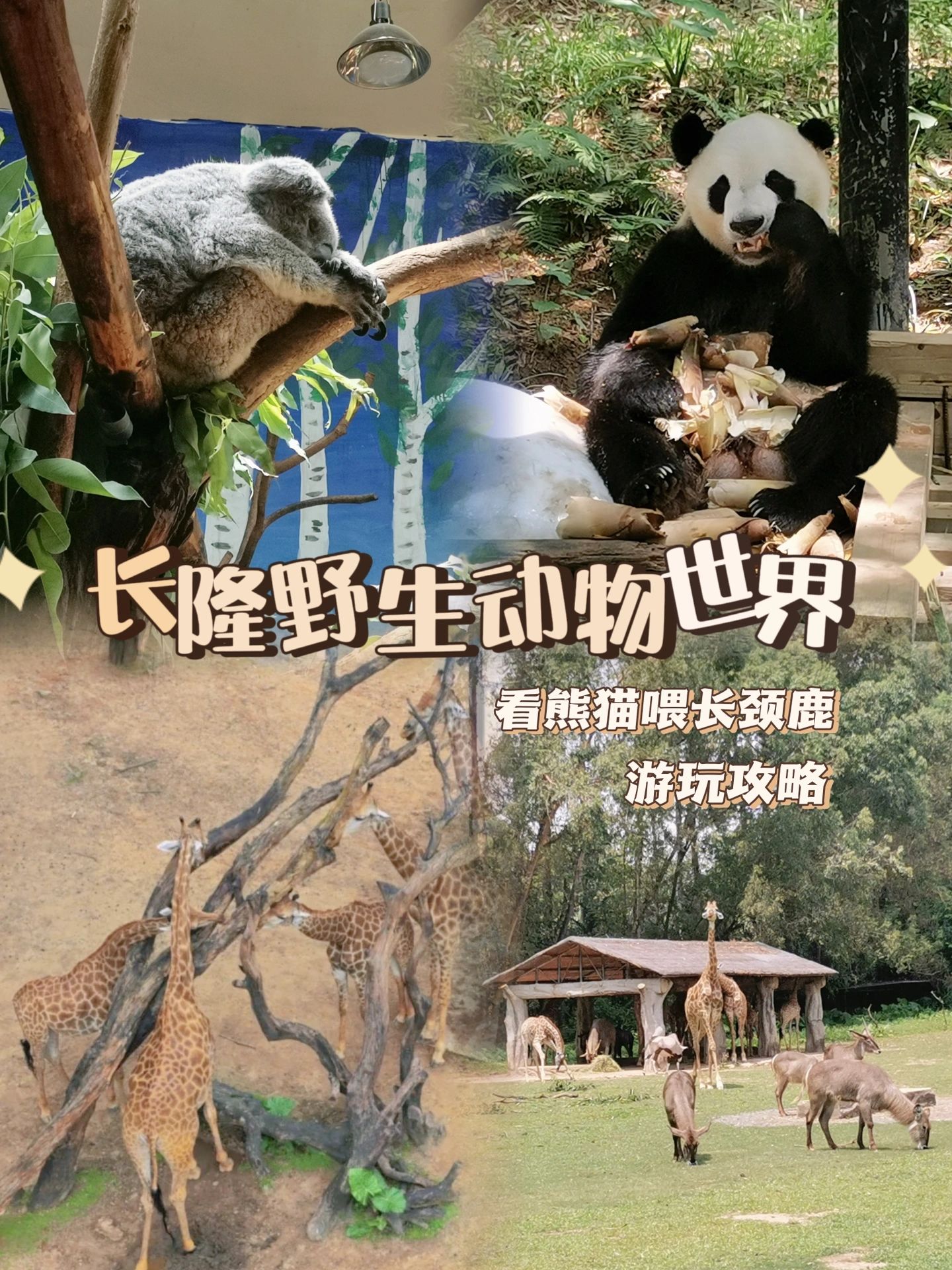广州长隆|动物园一日游，不排队不走回头路