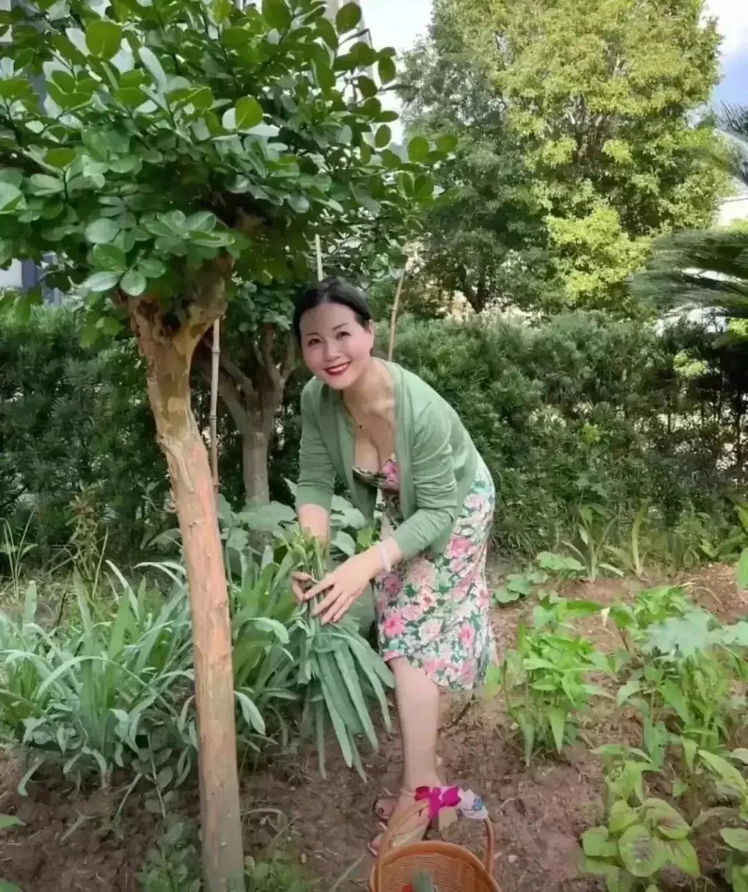 每次去媳妇家，岳母都下地摘自己种的菜给我吃
