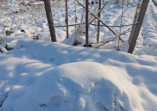 今日宜赏雪