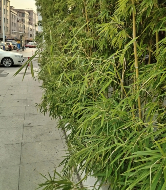 锤子敲人事件中，受伤女子的医药费、误工费以及相关费用都应该由那个敲人者来出，可是