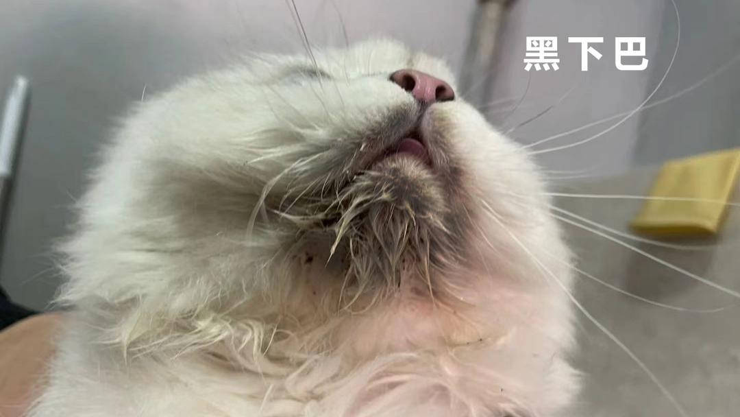 猫咪怎么会有“黑下巴”？
