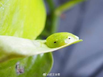 防止你没有见过蛙蛙刚睡醒时的样子(๑¯ω¯๑) ​