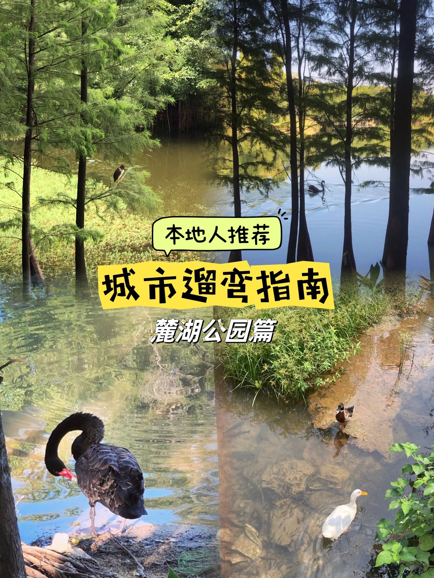 本地人推荐的城市遛弯指南🦢麓湖公园篇