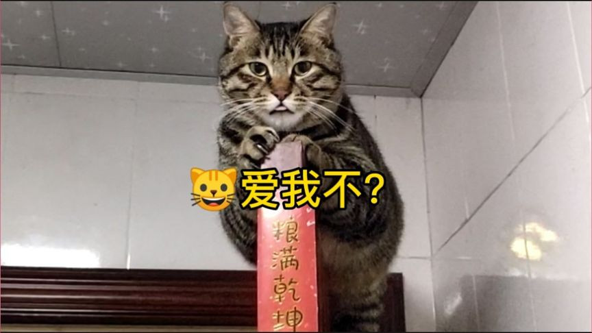 古墓派的猫就是这么有个性