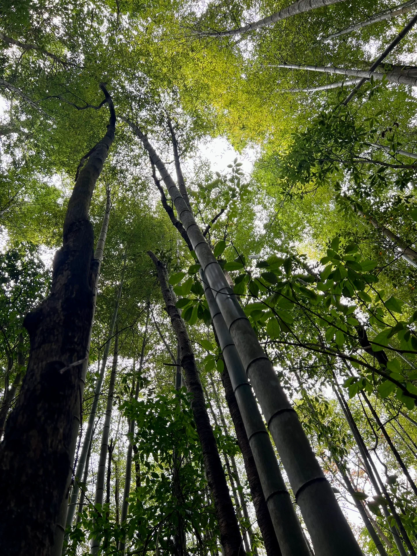 广州爬山—鸡枕山