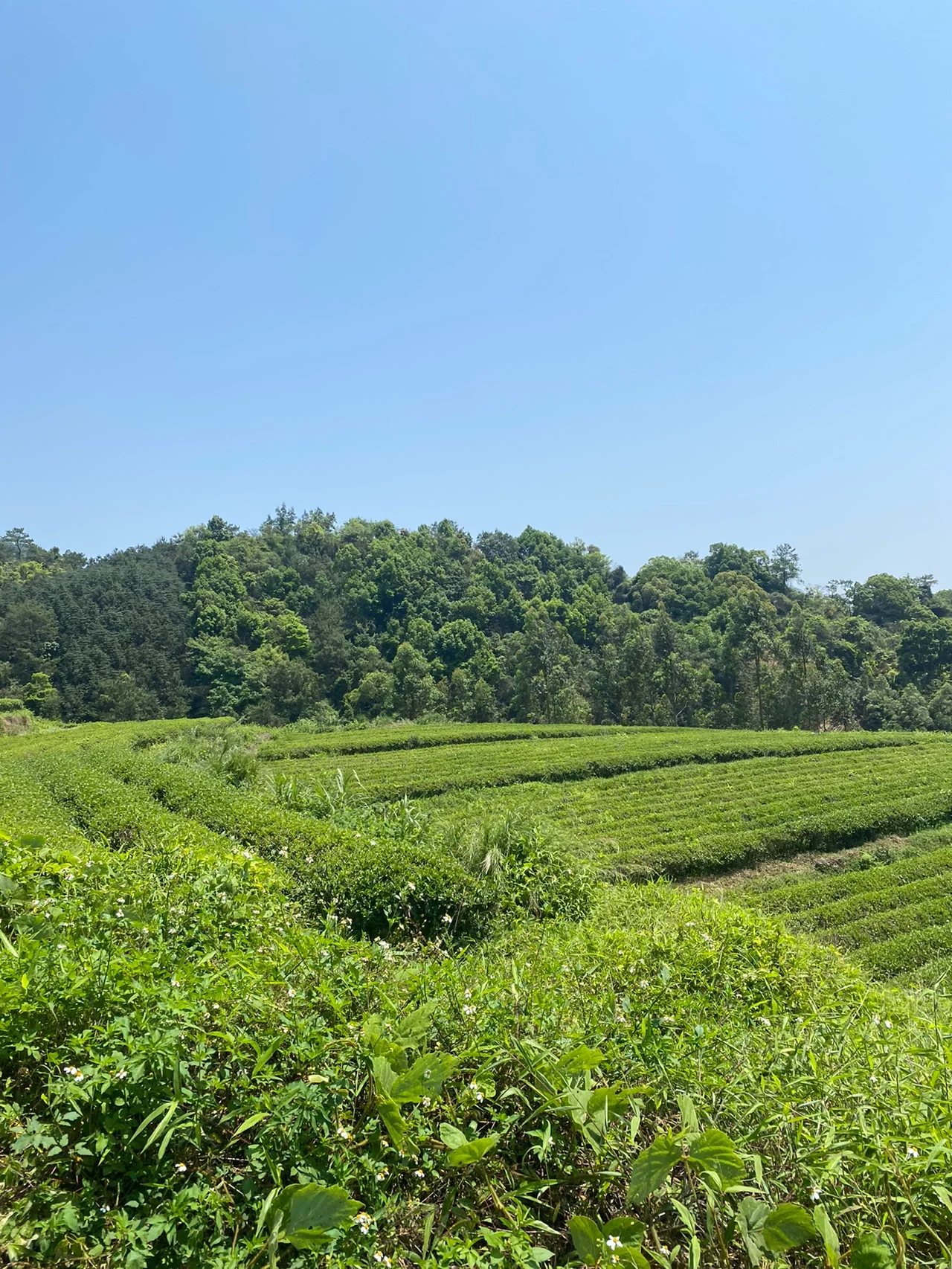 天露山爬山看花记