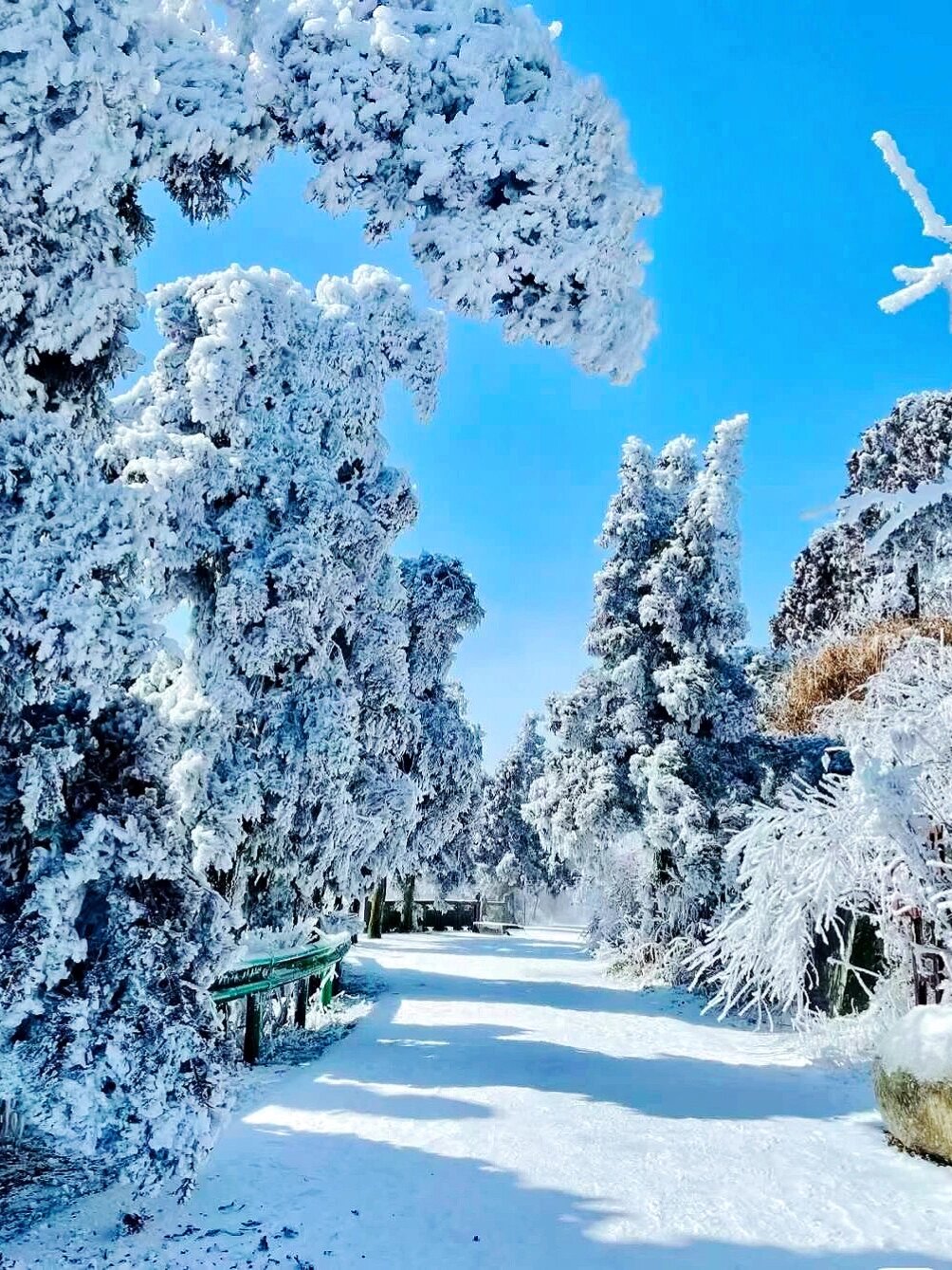 再过1个月❗离广东z近的赏雪地美得不像话