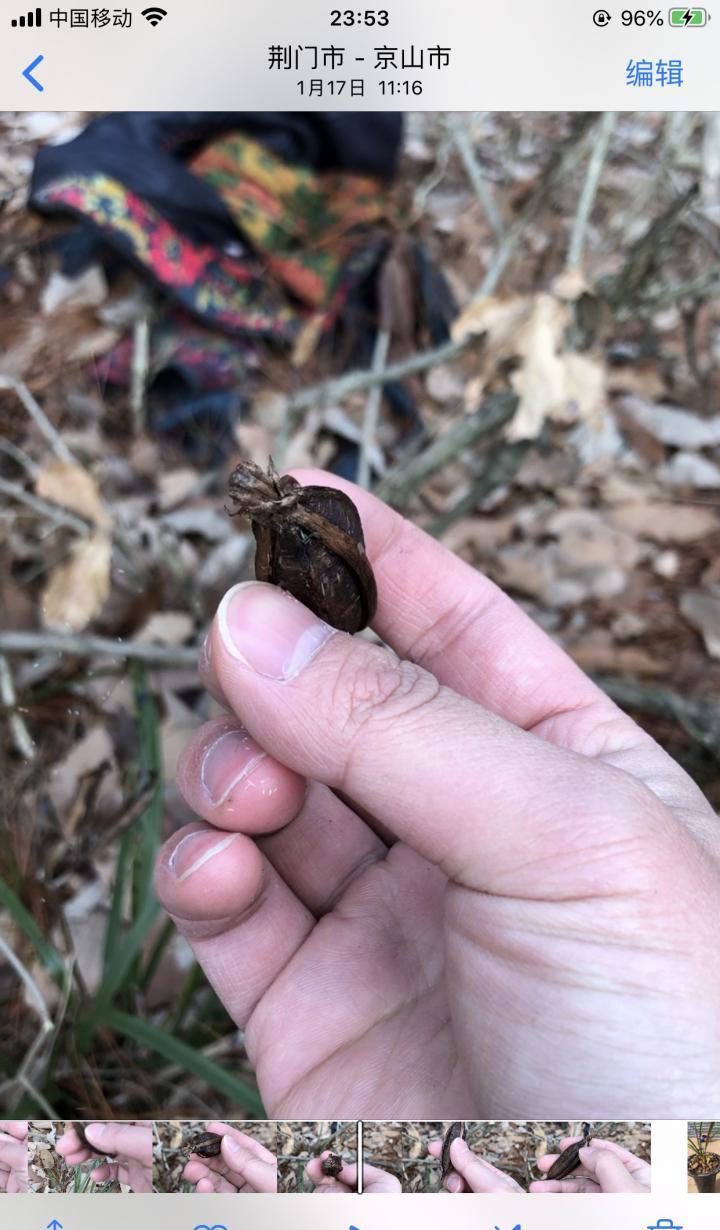 很多人没有见过兰花的果实，只知道兰花会开花，却不知道兰花会结果，兰花的果实叫兰荪