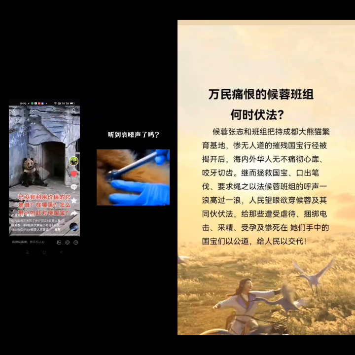 万民痛恨的候蓉班组何时伏法？
在成都大熊猫繁育基地，候蓉张志和班组的残忍行径令人