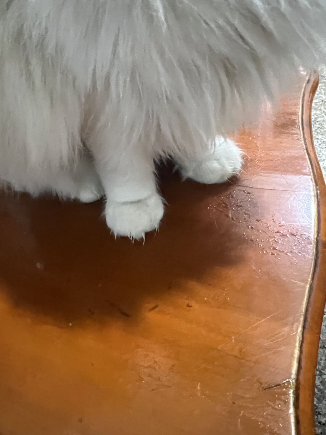 回南天对小猫咪一点都不友好#猫咪
 #回南天
