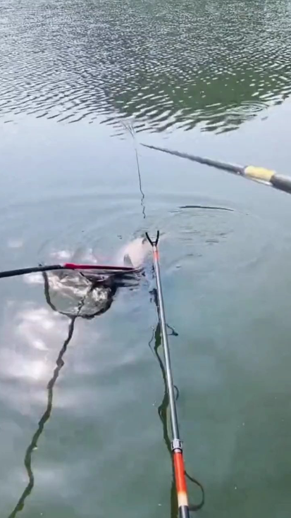 推荐一个不走水不挂底钓钓鲮鱼钓点