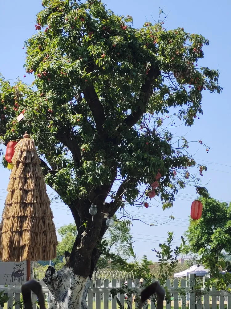 露营选哪，当然还是长洲岛