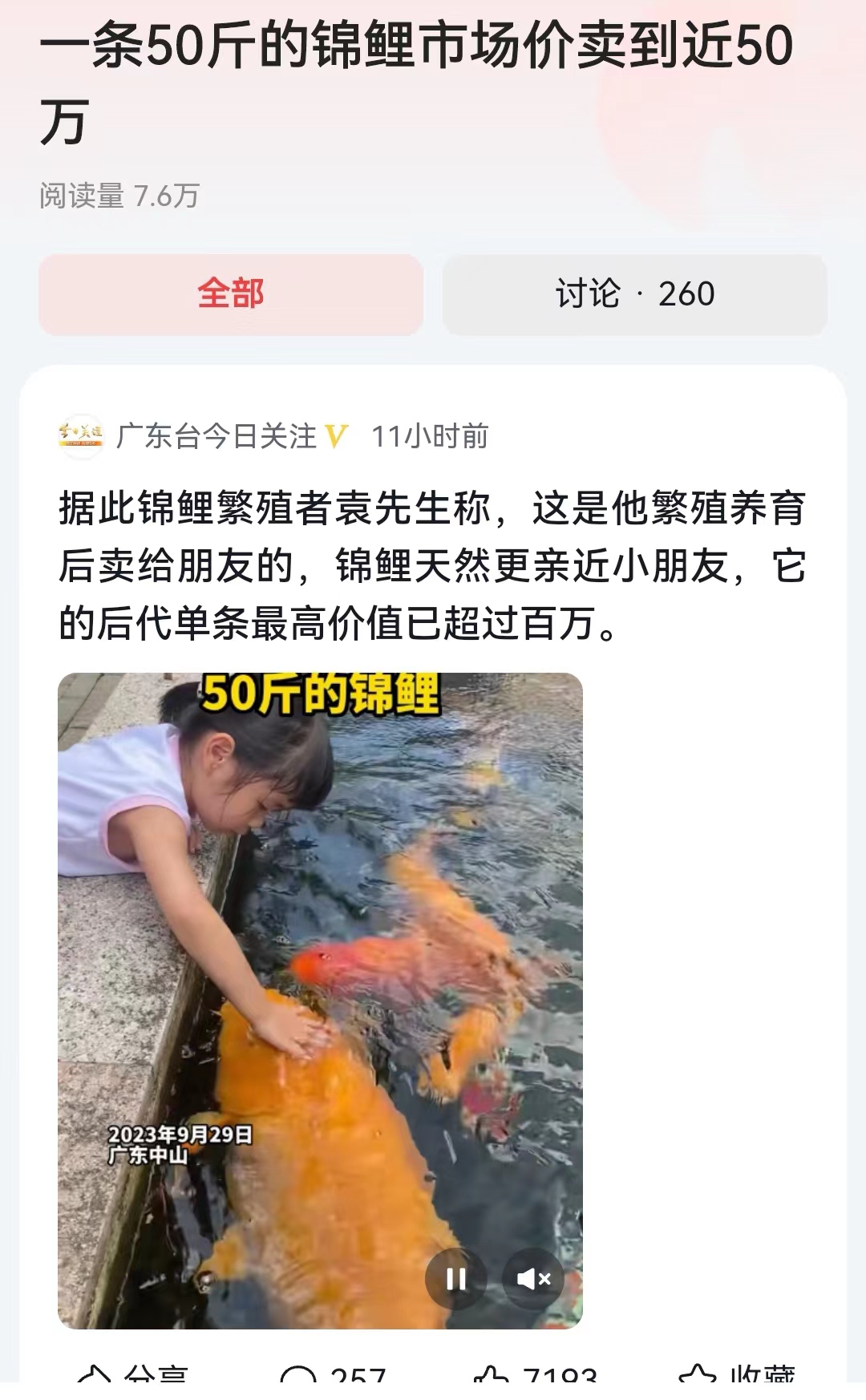 #一条50斤的锦鲤市场价卖到近50万#来自广东中山的养鱼人说，假如锦鲤能够养到7