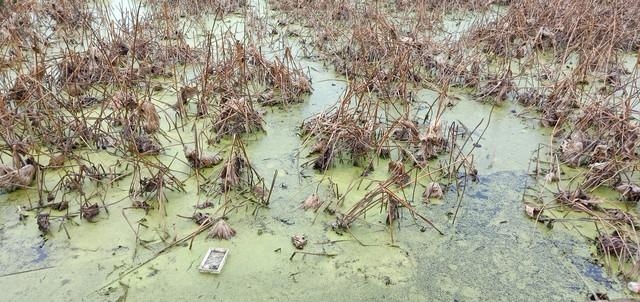 山东农民挖藕时，发现脚下踩到东西，众人合力将其挖出后吓呆了！农民们团结合作，共同