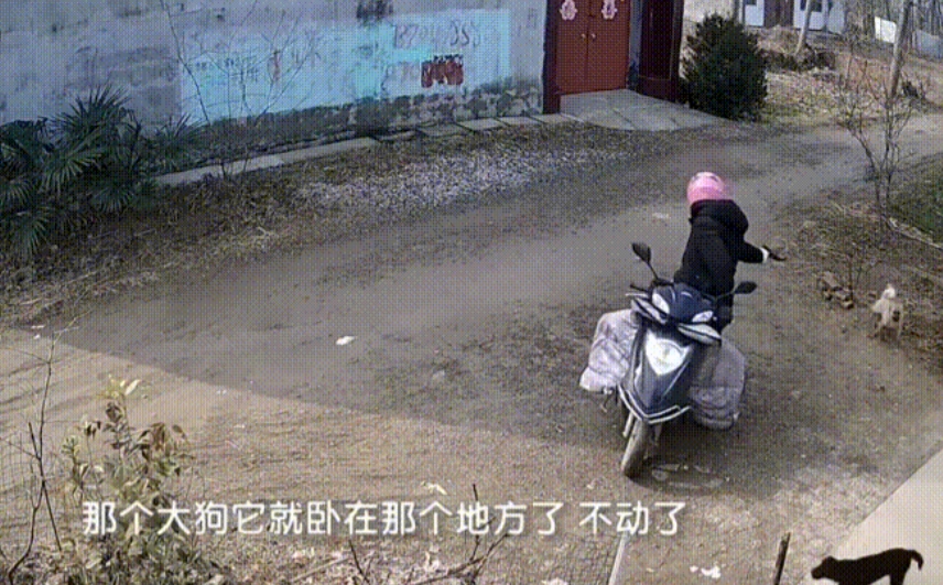 河南商丘，一男子骑摩托车将两条看门狗引到一无人之处时，使用提前准备好的毒镖射向大