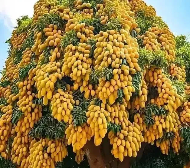 这是什么水果树呀？看着挺好的，不知道好吃不好吃？？
有谁认识的吗？
欢迎光临欢迎