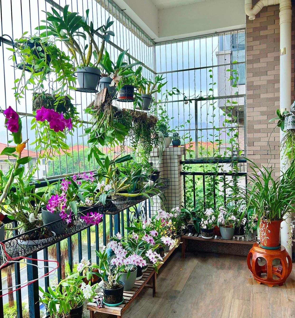 待一天都不会腻的阳台[比心]
浇水、施肥、换盆、修剪、清扫、赏花、拍照、撸狗……