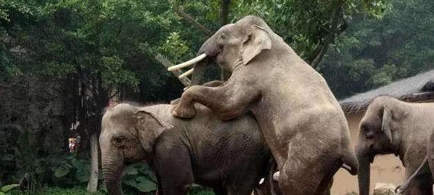 大象的天敌很少, 为何会进化出蒲扇一样的大耳朵?