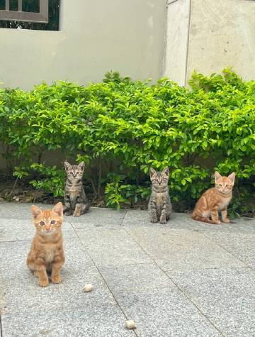 其 实 猫 并 没 有 九 条 命 ​