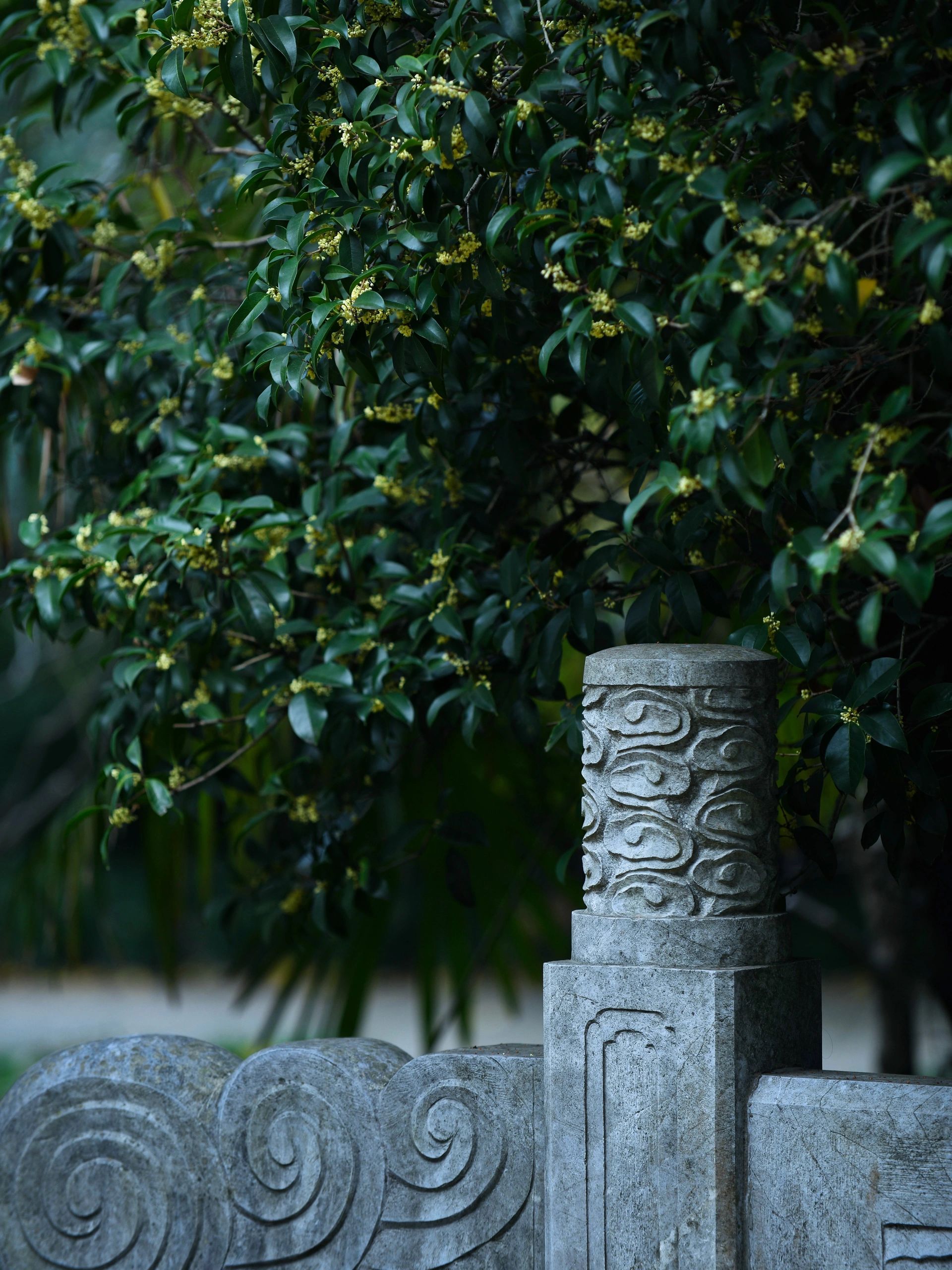 秋天来了，南京今年第一棵盛放的桂花树