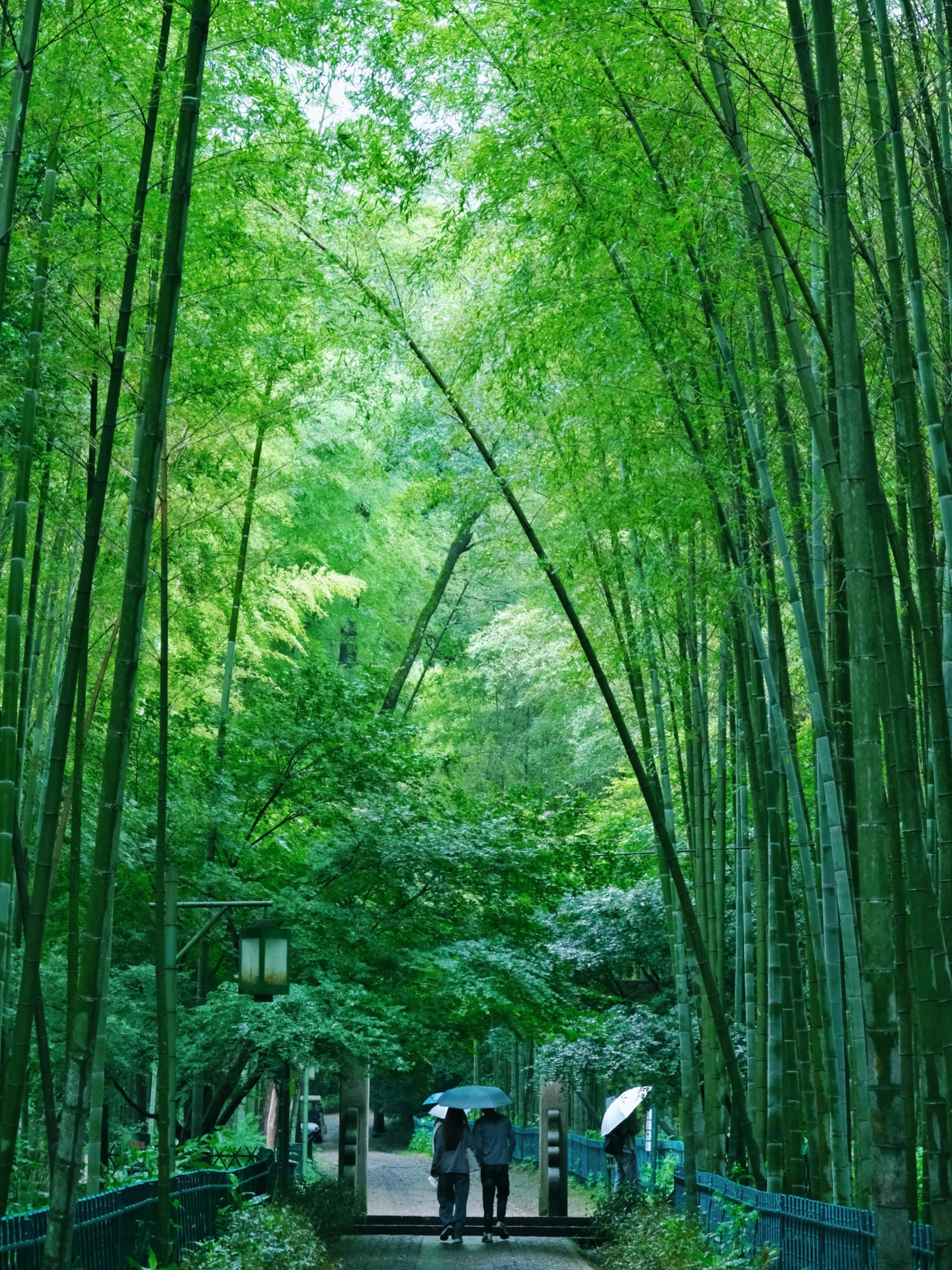一定要在下雨天去一次云栖竹径