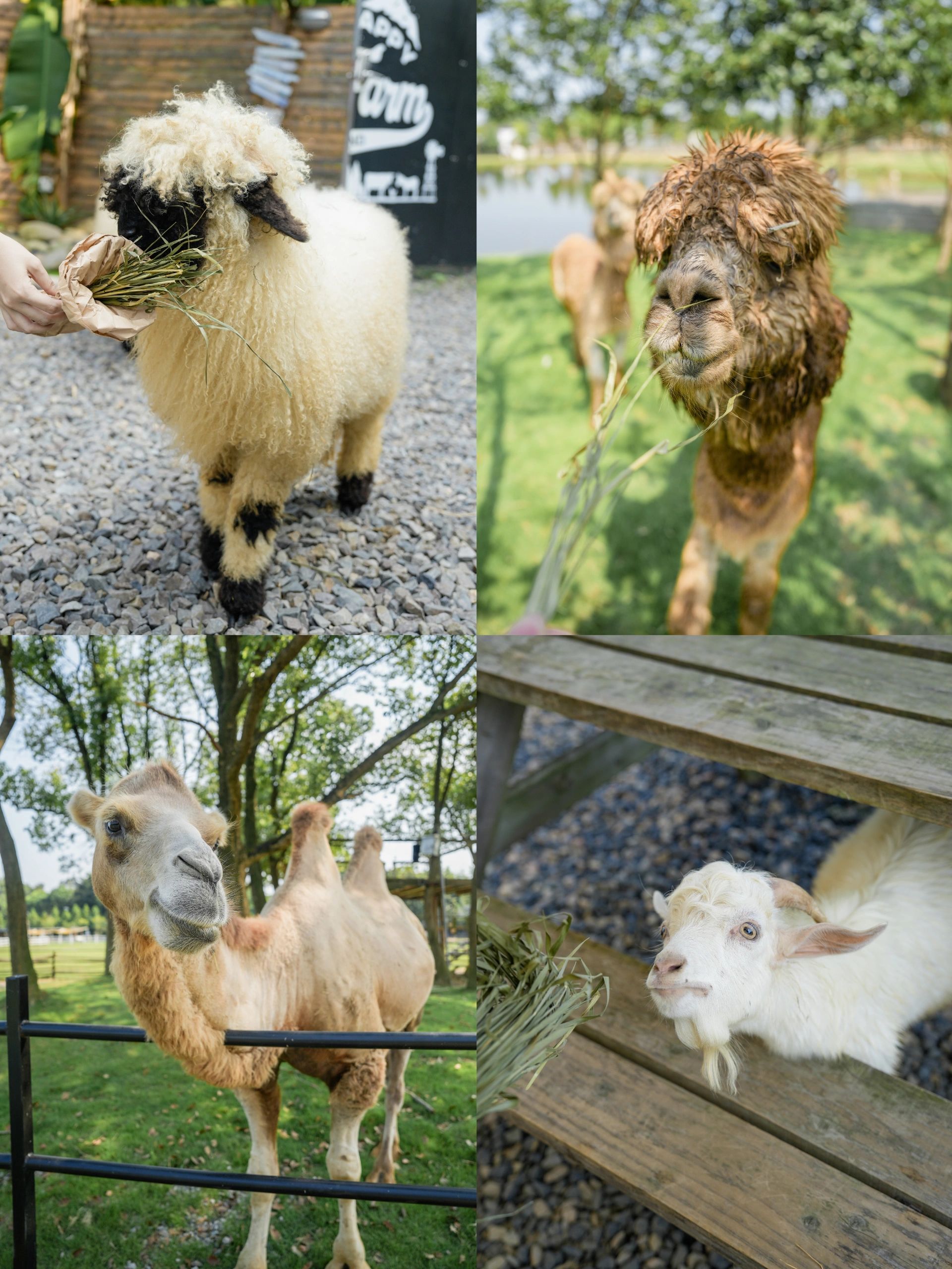 江浙周边小众农场🐐亲近大自然的神仙农场
