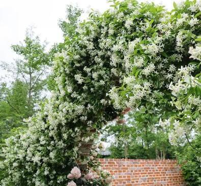风车茉莉——清新淡雅的夏日花
风车茉莉，一款适合打造大型花境，清新淡雅的观花植物