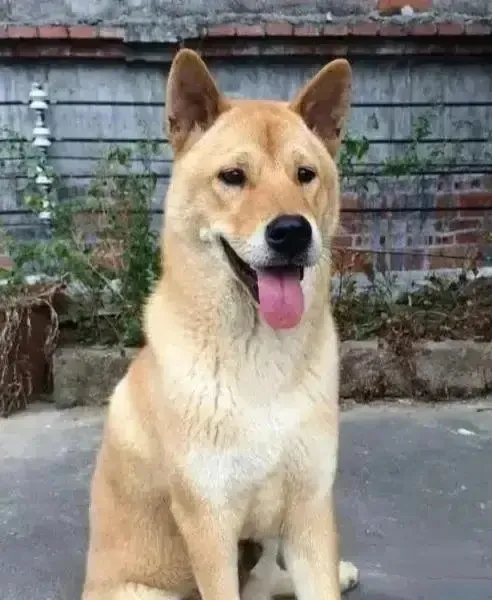 隔壁王叔前几天去世了，儿女把他安葬以后，把老人养了很多年的大黄卖给了狗贩子，狗贩