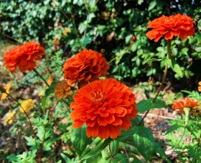 今天同事聊天，一位信佛的同事说:“如果自然死亡，来世还可以投胎。否则，就不能投胎