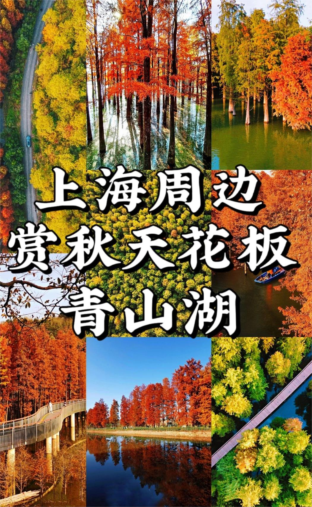 上海周边丨赏秋天花板 青山湖