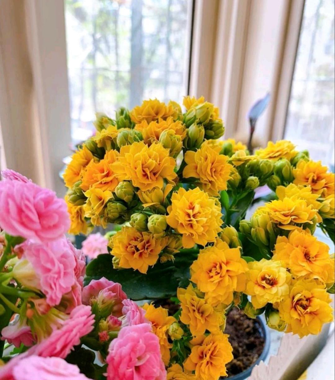 橙黄色的长寿花
真美啊！
暖暖的，很治愈！
如若你也喜欢，那就养一盆吧，长寿花“