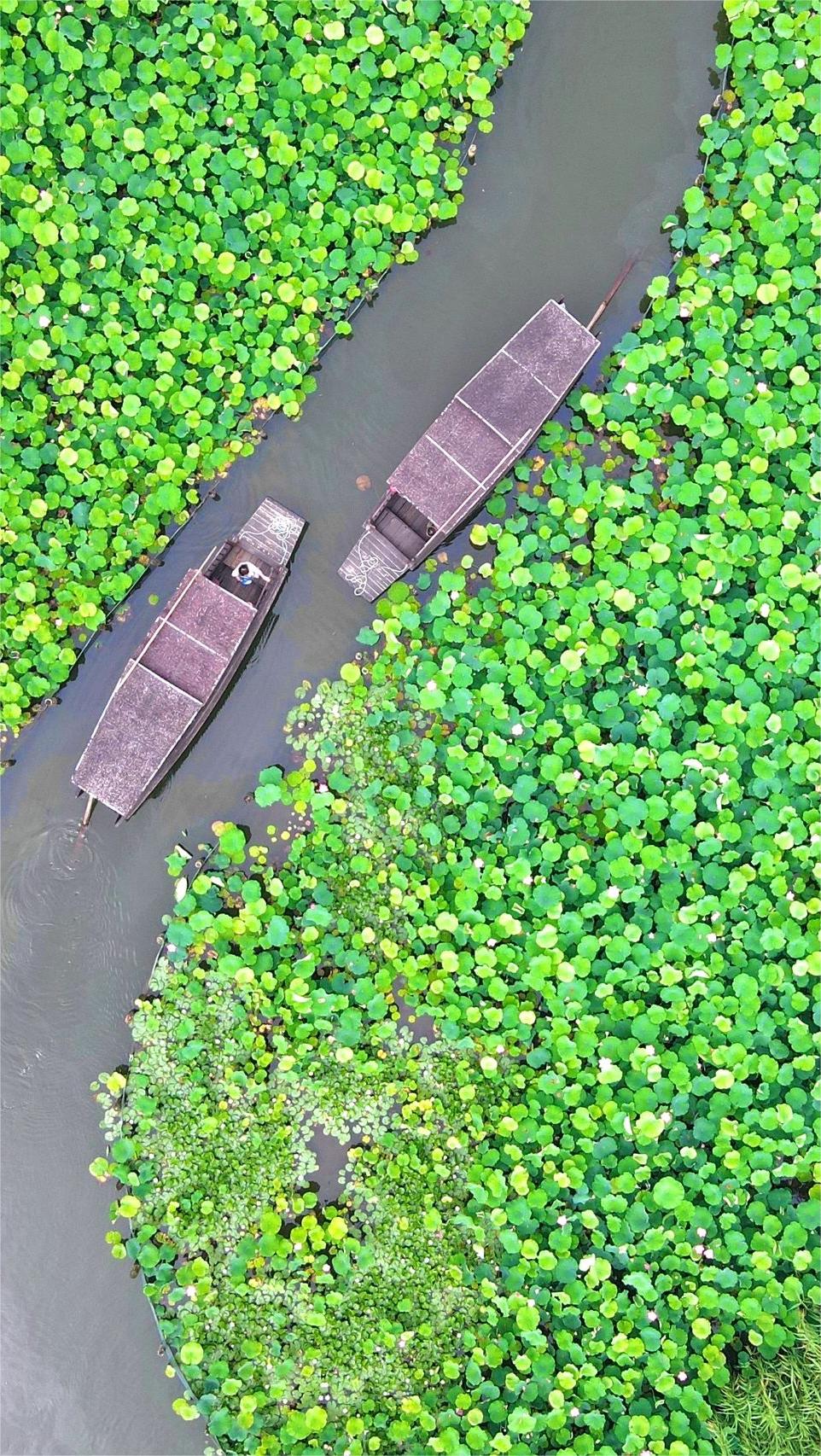 杭州夏日限定💜乘摇橹船看荷花 详细攻略