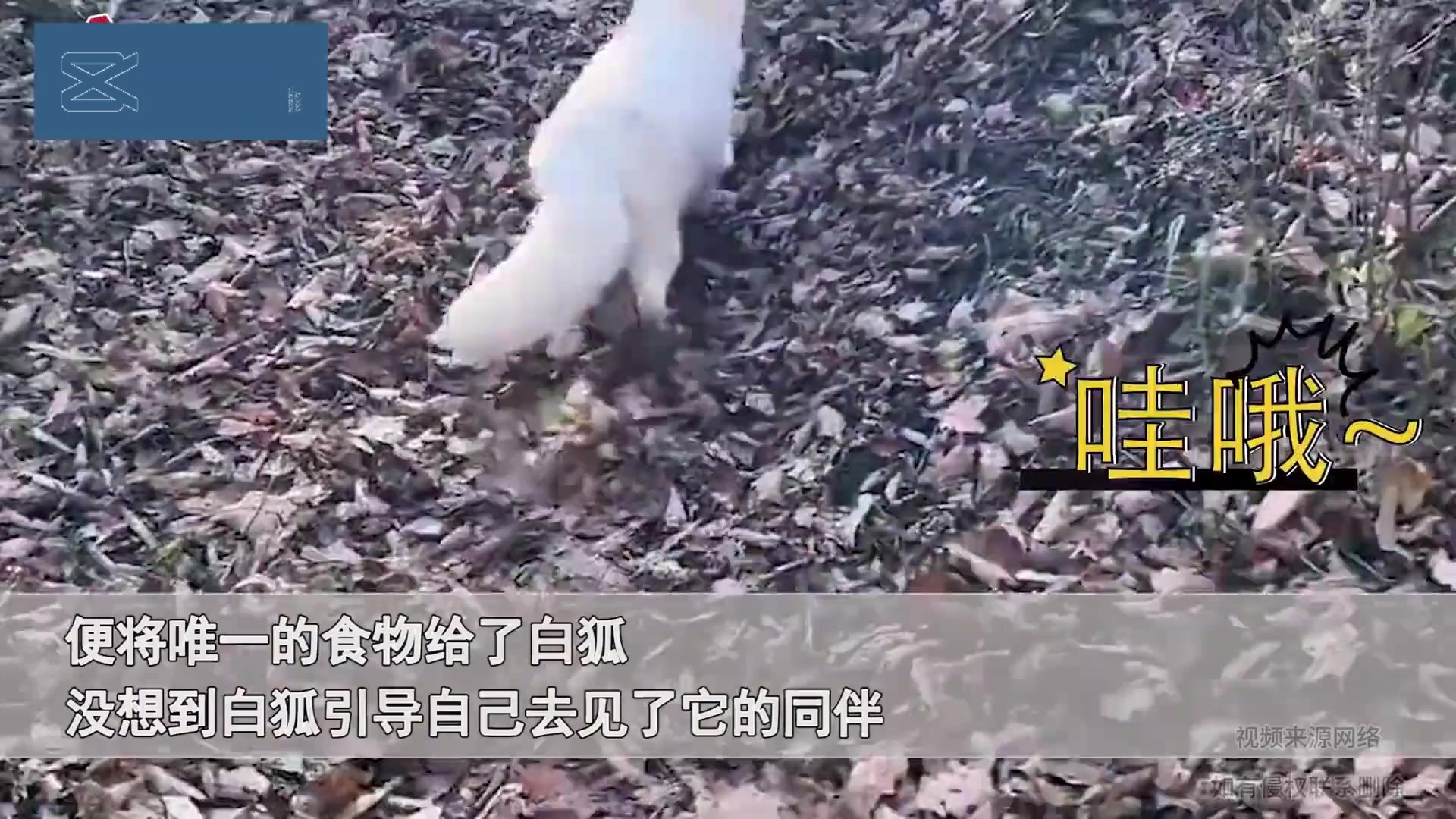 男子上山偶遇白狐，喂食后带他一路前行，下一幕让男子头皮发麻