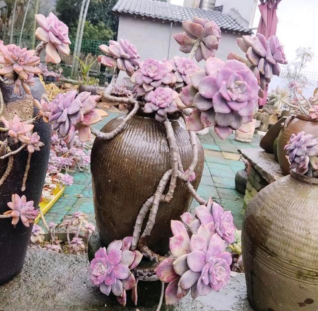 多肉紫乐又叫紫珍珠，是景天科风车草属的植物，可以采用叶插或是看透的方法来繁殖，性