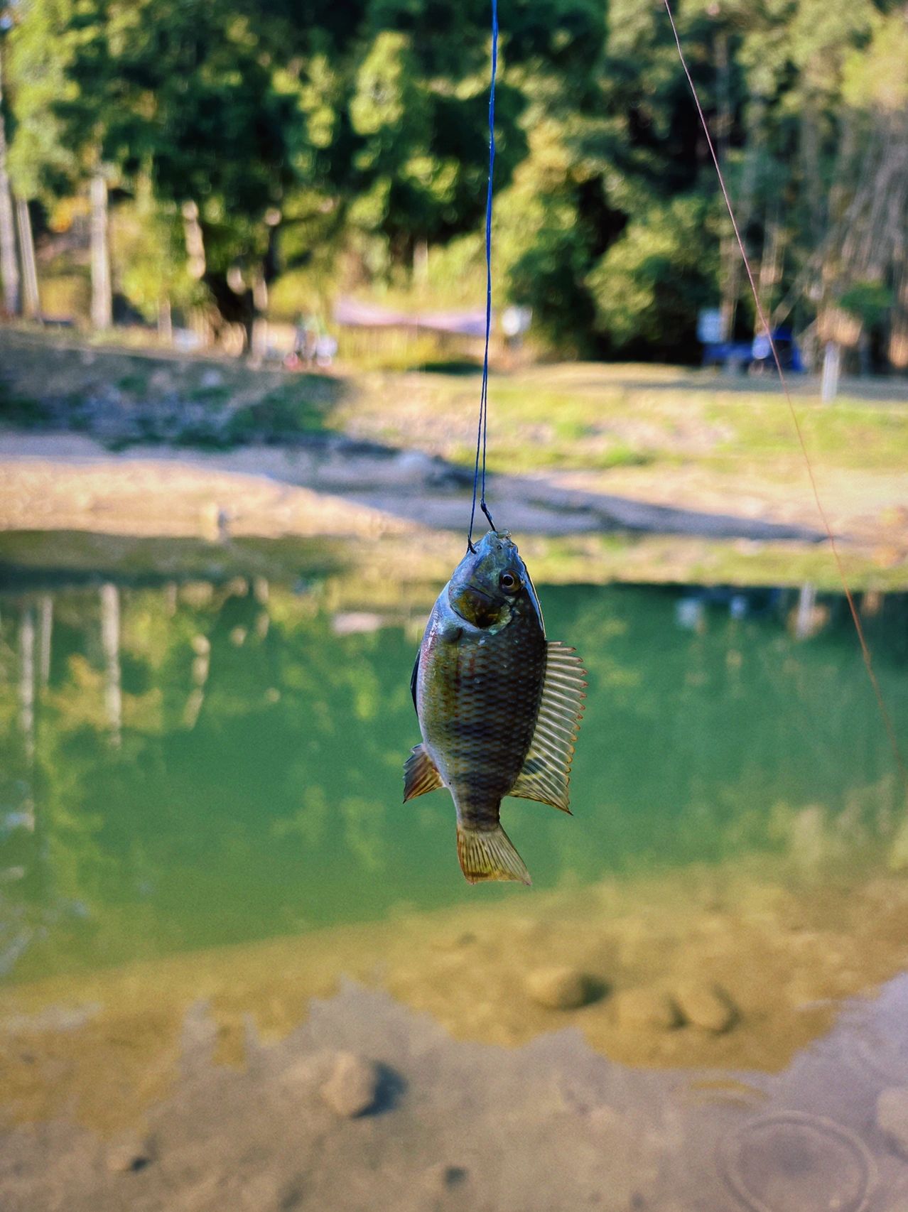 这可能是全网最真实的露营🏕️体验吧