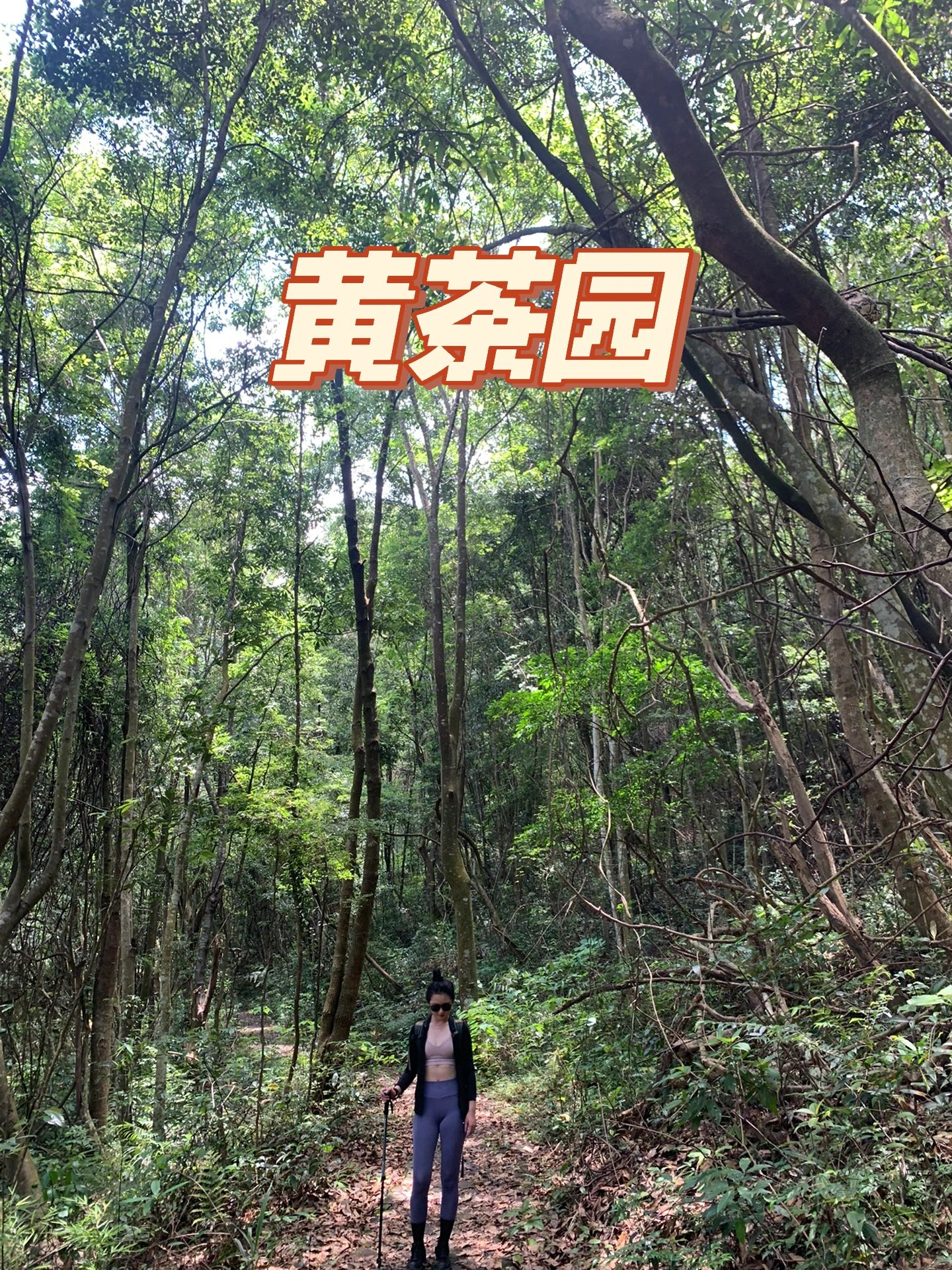 每周一山·黄茶园